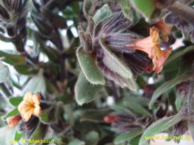 Alkanna galilaea Boiss.